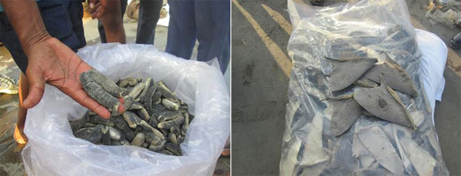 Two nabbed with stock of dried sea cucumbers and shark fins