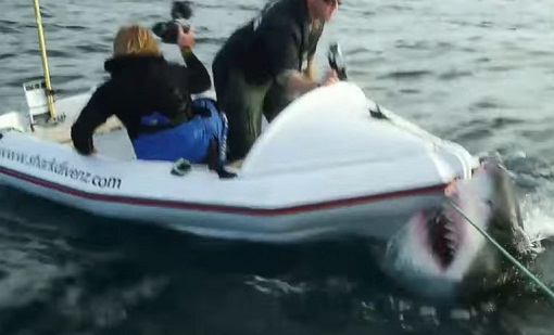 A great white shark attacks film crew members