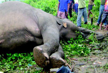 VIDEO: Four elephants electrocuted in Valaichchenai