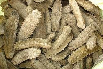 100kgs of sea cucumber meant for SL seized in TN