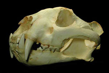 Dehiwala Zoo worker arrested over missing animal skulls 