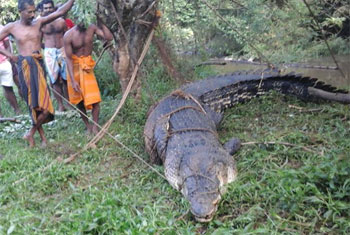 15-ft crocodile captured in Matara...