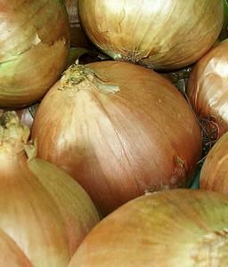 Agri Ministry to sue company selling expired big onion seeds