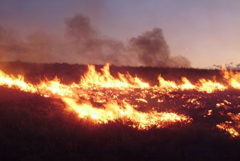 Four acres destroyed in Muthurajawela fire 