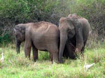 Govt. to turn rebel hideout into wildlife sanctuary