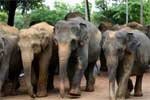 5,879 wild elephants in Sri Lanka