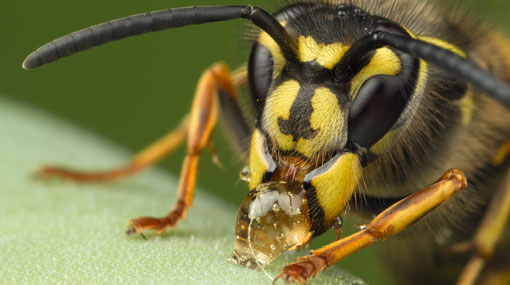 25 students hospitalised after wasp attack