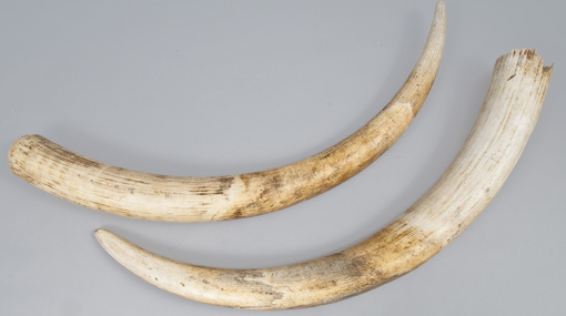 Elephant tusks seized from house of a Basnayaka Nilame in Kandy