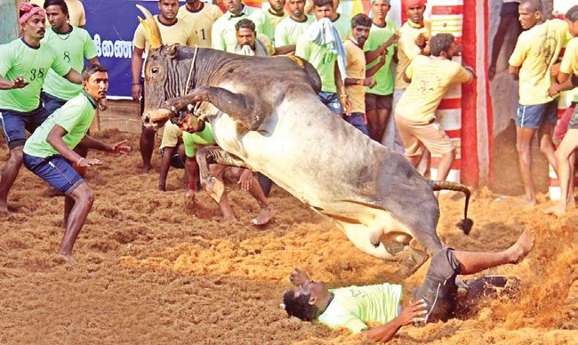 Thondamans bull wins him car, cow in Jallikattu carnival