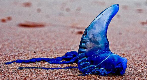 NARA to further examine jellyfish issue