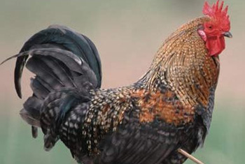 Bird Flu rearing its head in Kurunegala?