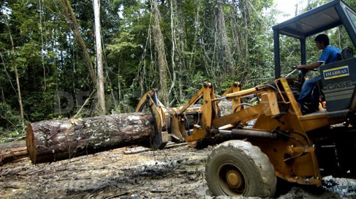 Deforestation in Madhu reserve  environmental group 