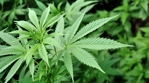 Sri Lanka to export cannabis from first plantation