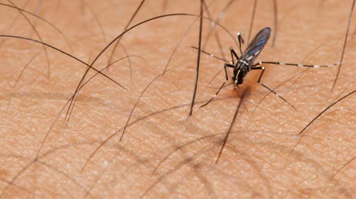 If possible, refrain from travelling to Zika virus prone countries - Ministry