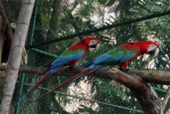 Three Macaws found