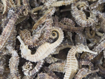 3Kg dried Sea Horses meant for Sri Lanka seized 
