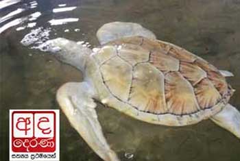 VIDEO: Police arrest turtle hatchery owner over false complaint