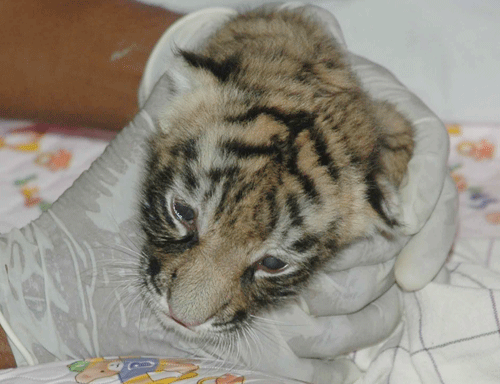 Tiger cub dies