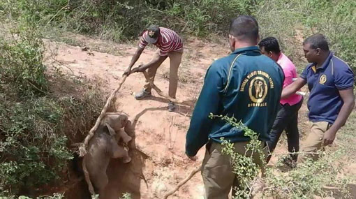 Elephant calf rescued...