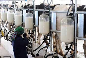  Australia, Netherlands to help build Lankas dairy industry