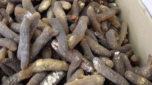 Sea cucumber being smuggled to Sri Lanka seized