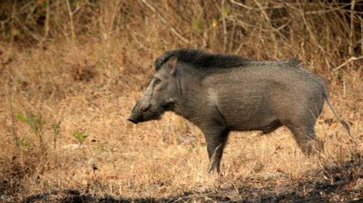 Man attacked by wild boar, dies
