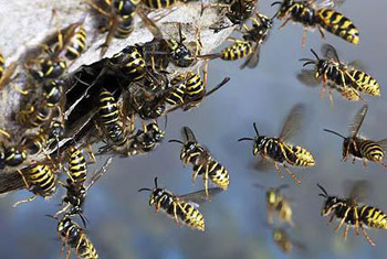 Wasp attack in Sigiriya