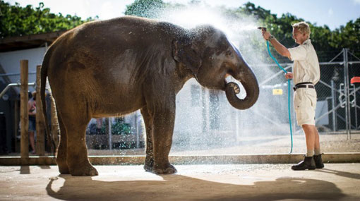 Auckland Council approves new $1.6m elephant despite Sri Lankan court hold up