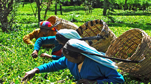 Russia restricts tea supplies from Sri Lanka after finding beetle