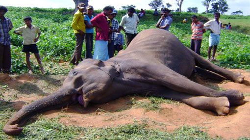 Dead body of an elephant found in Karuwalagaswewa 
