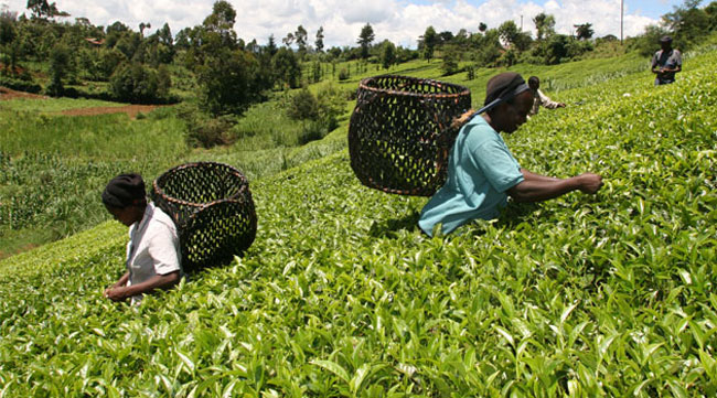 Kenya eyes Russia tea sales on Sri Lanka spat