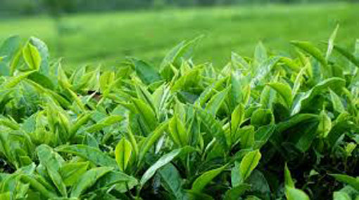 Russia to consider removal of import ban on Sri Lankan tea 