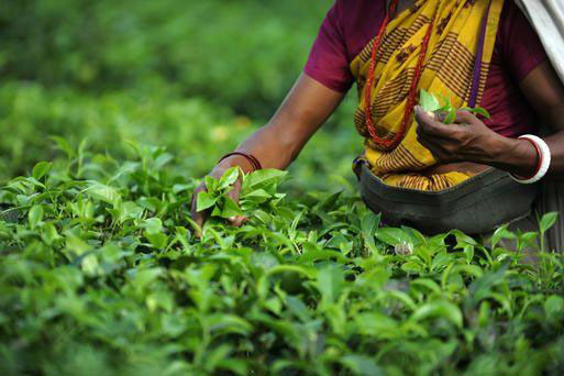 Russia lifts ban on tea supplies from Sri Lanka