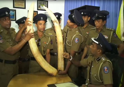 Three arrested for allegedly attempting to sell a pair of tusks