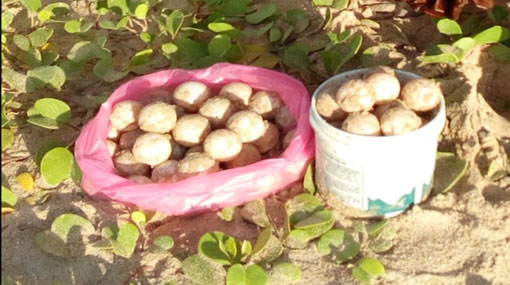 Suspect nabbed with 67 turtle eggs