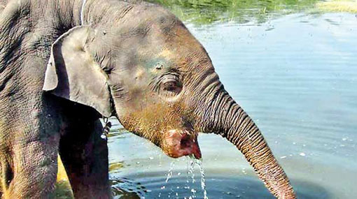 Seven elephant calves killed by Hakka Patas traps 