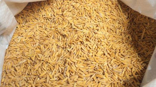 Cabinet approval for certified prices to purchase paddy