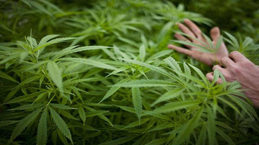Sri Lanka to launch cannabis plantation in Anuradhapura, Polonnaruwa