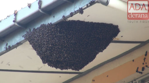 Vavuniya school closed over disturbed wasp nest 