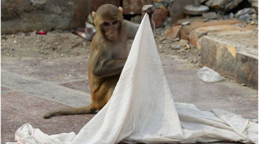 Indian police search for monkey that snatched baby