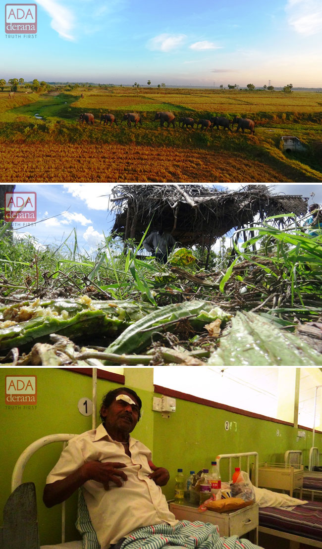 Villagers unable to protect harvest from wild elephants