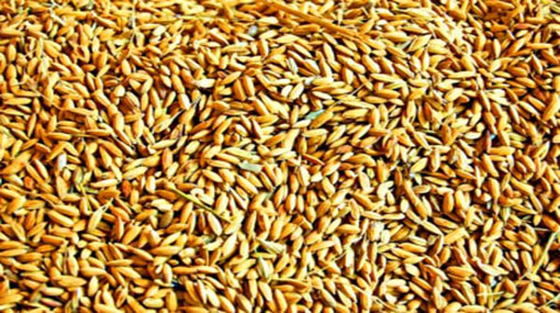 No sufficient paddy stocks despite a fully-equipped paddy storage complex - Mulativu farmers