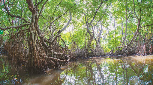 Sri Lanka to give leadership for Mangrove Conservation in Cwealth countries