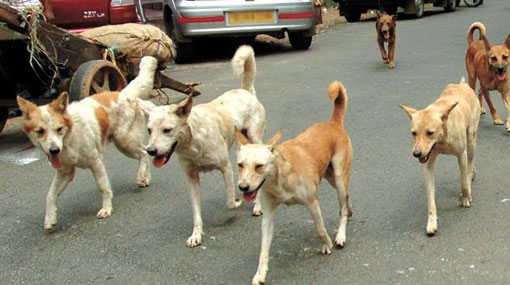 PHIs sound warning over increase of stray dogs in Kilinochchi