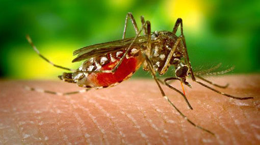 Risk of malaria epidemic rising again  Health Ministry