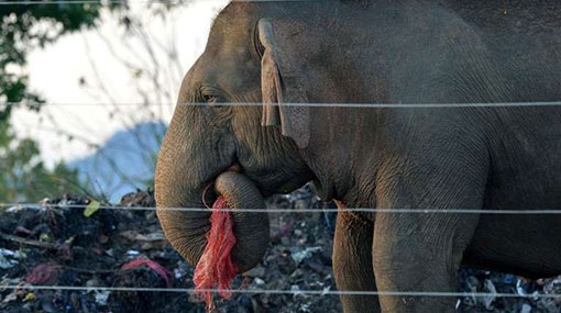Sri Lanka elephants face plastic danger foraging dumps for food