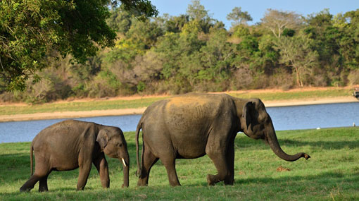 Lahores Safari Park to receive two Sri Lankan elephants