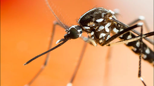 More than 20,000 dengue cases reported in Sri Lanka