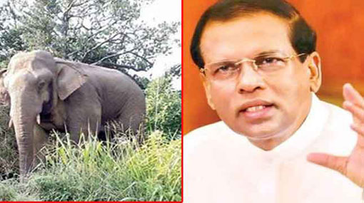 Mission to capture elephants of Sinharaja halted on President�s orders