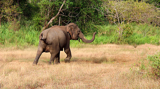 Wildlife Officer killed in elephant attack